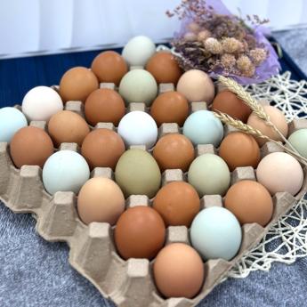 【含運優惠組】<br>明川彩色蛋