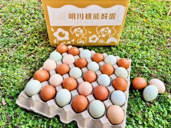 ‼️熱賣款【盤蛋】<br>明川彩色蛋